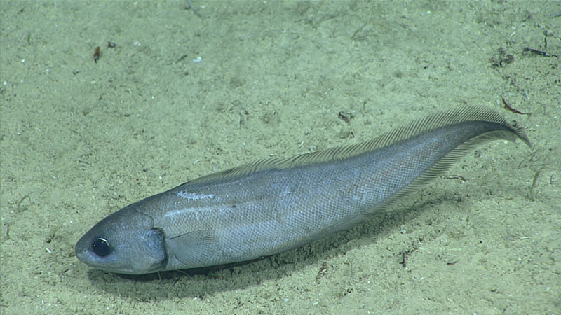 Cusk eels were one of the the most common fishes over the soft bottom habitats explored during Dive 8.
