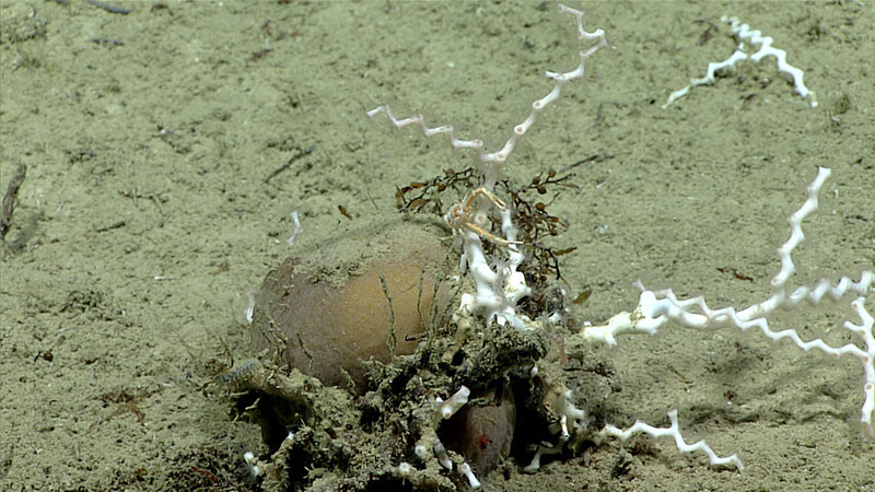 A small colony of the scleractinian coral Madrepora oculata with an attached demosponge (Geodia sp.) growing on the soft bottom at depth of 891 meters (2,923 feet).