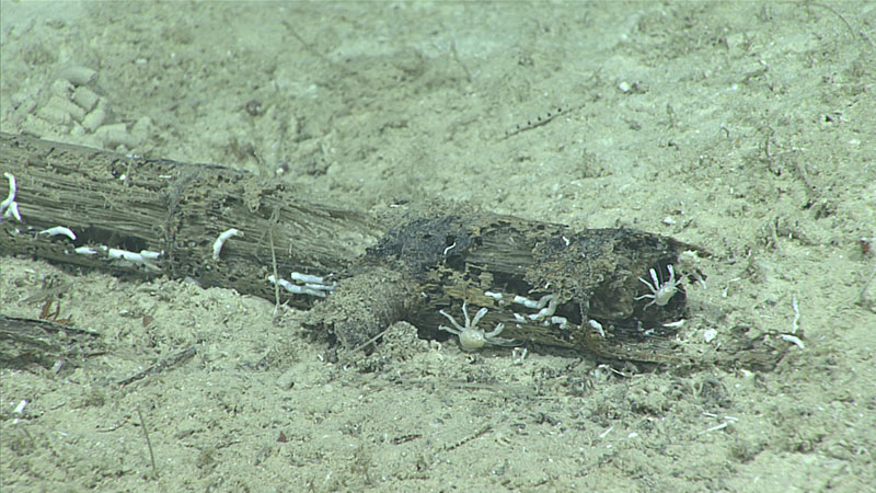 Several pieces of wood fall were seen throughout the dive, most of them with numerous attached invertebrates.
