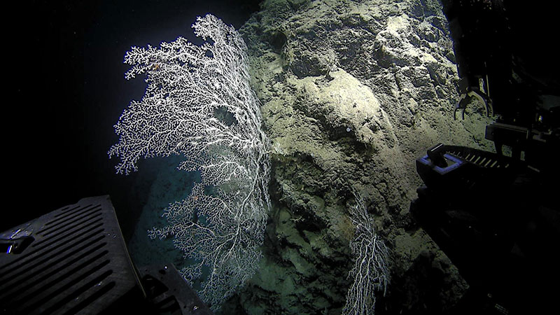 Un  abanico de mar de gran tamaño del coral precioso, Corallium niobe, fue una de las observaciones más notables durante esta inmersión.
