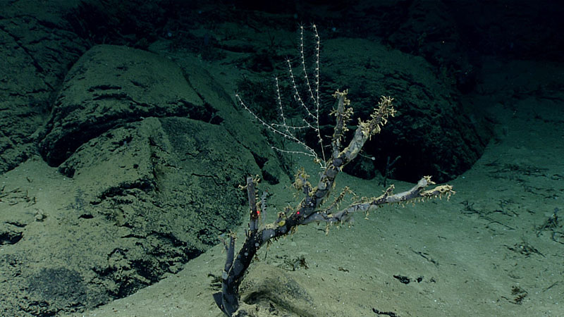 Multiple thick stumps with heavy ferromanganese coating were seen throughout the dive, which are presumably the remnants of very old coral colonies.