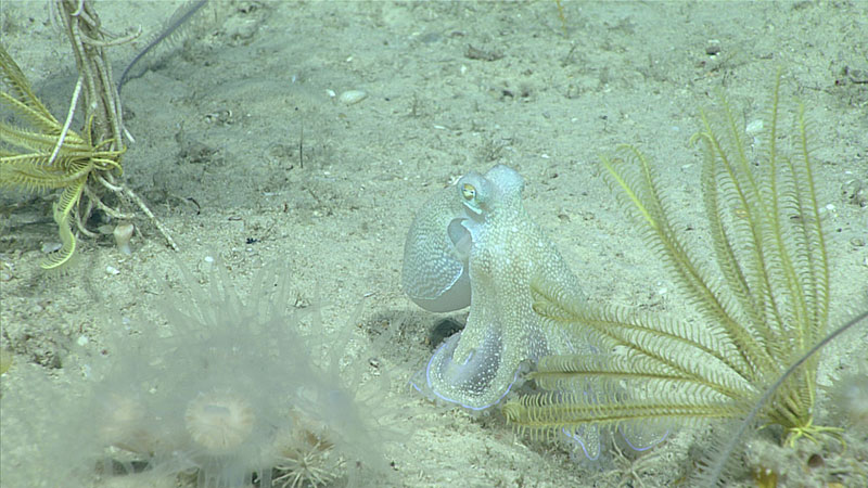 At the end of Dive 1, we encountered this octopus scooting along the seafloor. Also shown are cup corals and crinoids.