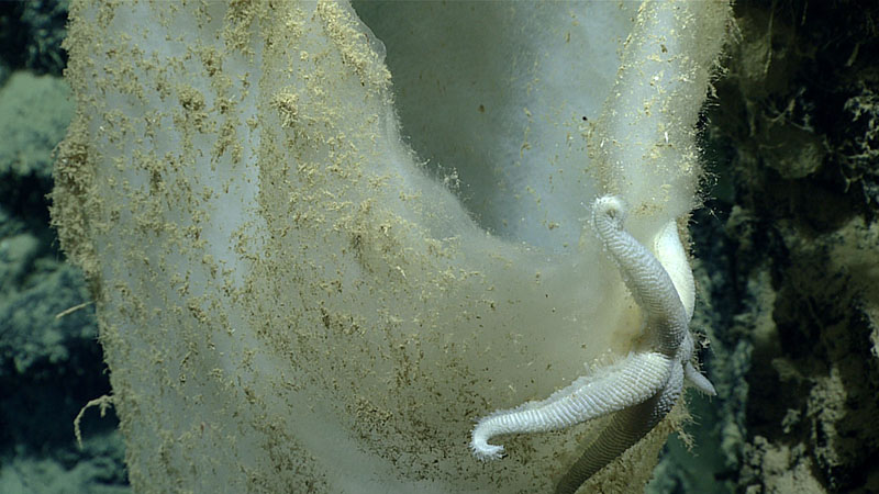 Pythonaster sp. sea star feeding on a glass sponge.