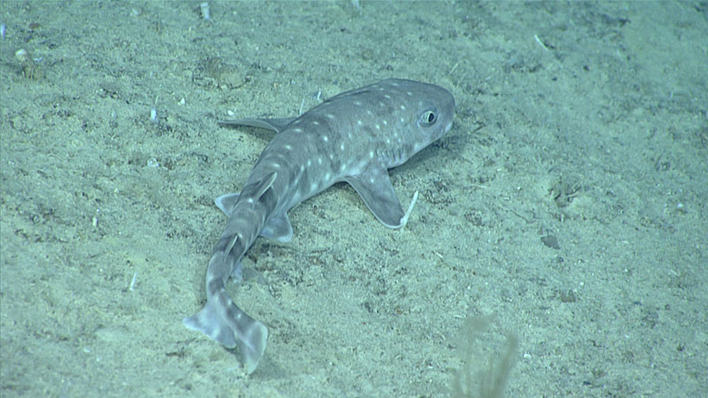 Scyliorhinus sp. catshark observed at east of Vieques Island 479 meters (1,571 feet) during Dive 2 of the Océando Profundo 2018 expedition.