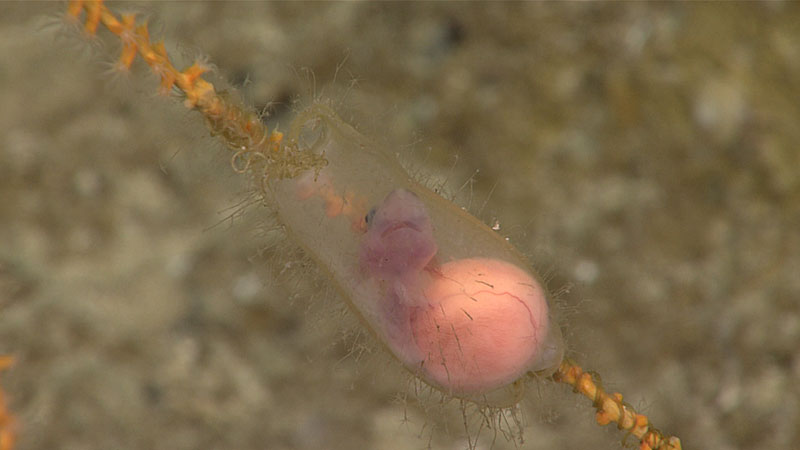 Egg case with live shark embryo observed west of Desecheo Island at a depth of 250 meters (820 feet) during Dive 15 of the Océando Profundo 2018 expedition.