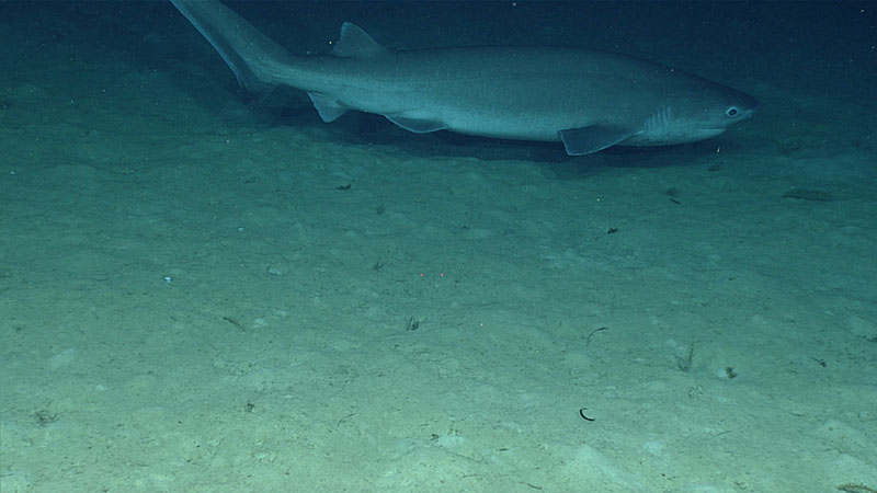 Hexanchus sp. observed at a depth of 672 meters (2,205 feet) in the Inés María Mendoza Nature Reserve, also known as Punta Yeguas, during Dive 6 of the Océando Profundo 2018 expedition.