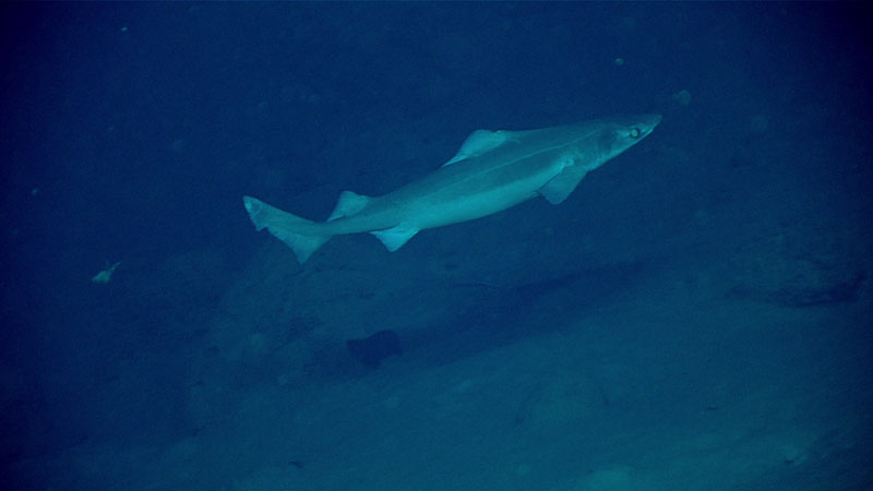 Gulper shark (Centrophorus sp.) seen at a depth of 868 m inside the Inés María Mendoza Nature Reserve, also known as Punta Yeguas, during Dive 6 of the Océando Profundo 2018 expedition.