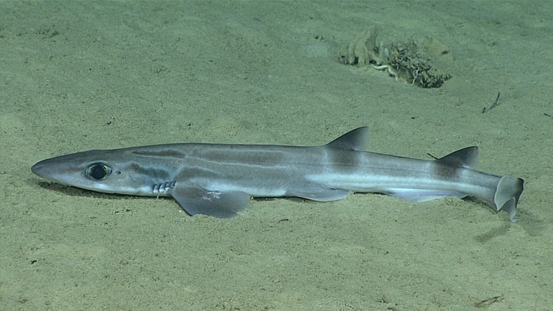 Unidentified shark seen at a depth of 638 meters (2,093 feet) in the Inés María Mendoza Nature Reserve during Dive 6 of the Océando Profundo 2018 expedition.