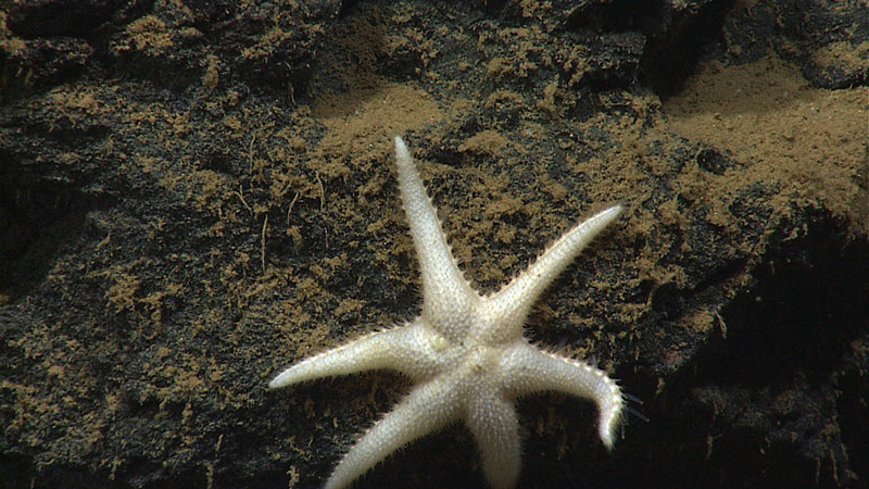 Laetmaster spectabilis. We saw this species of deep-sea sun star in Puerto Rican waters during the 2015 Océano Profundo expedition at a whopping 3,915 meters. The last time this species was seen was when it was first collected via trawl net in 1878 by the oceanographic research vessel USS Blake. It basically gave the 20th Century a hard pass!