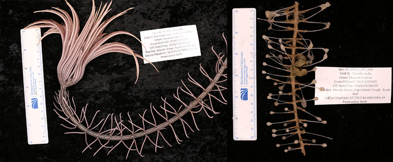 Specimens collected included this crinoid and carnivorous sponge.