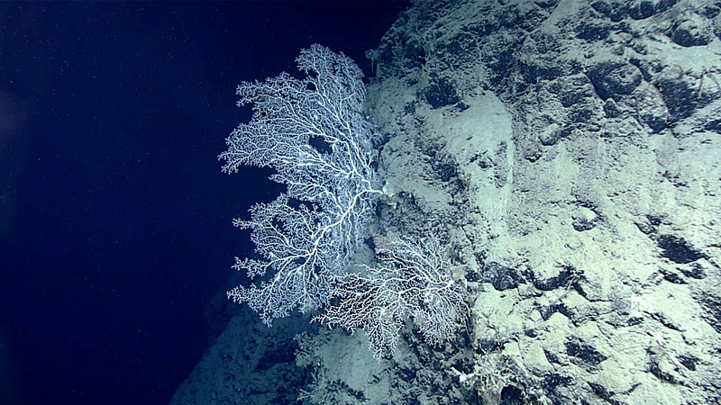 Large sea fan seen during Dive 9 of the expedition, while exploring Jaguey Spur.