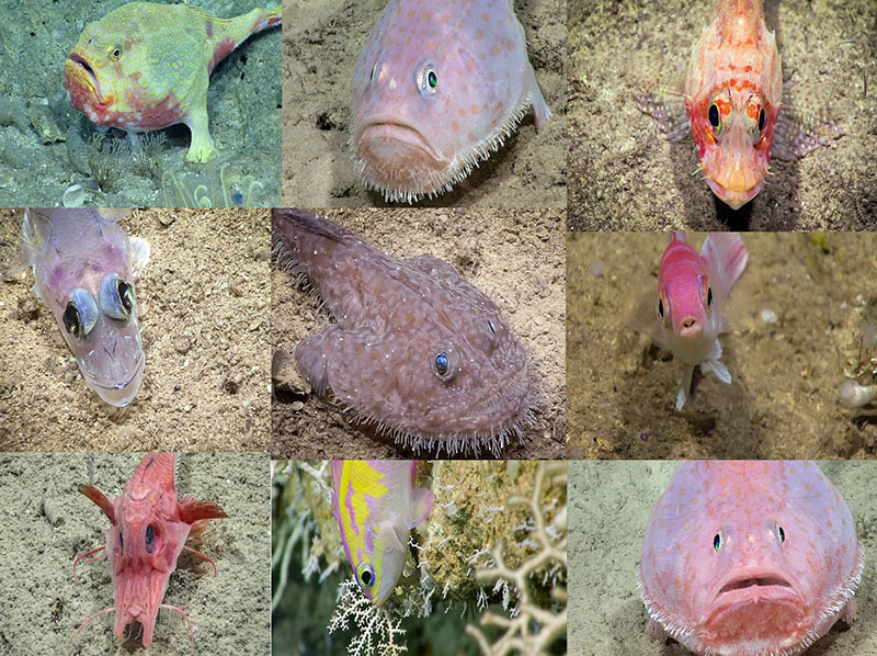 Variety of deep-sea fish.