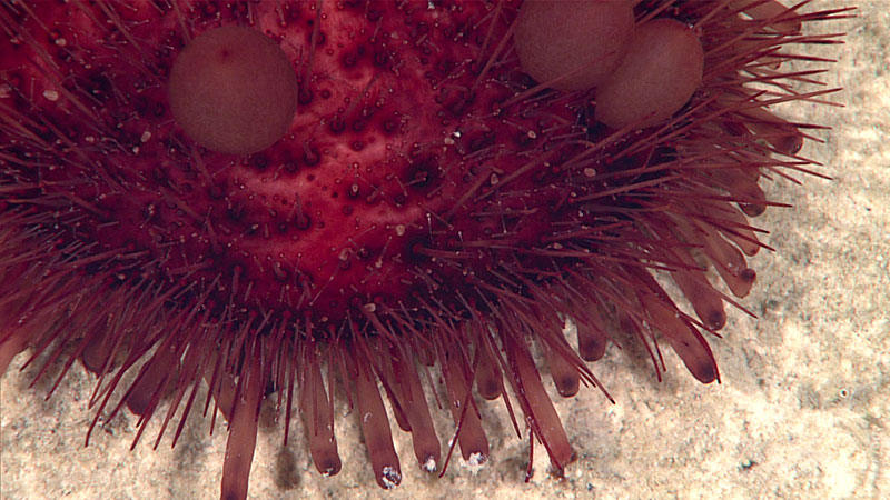 This sea urchin with big sacs is called Phormosoma. A publication suggested that the sacks serve as hypodermic needles for self-defense. 