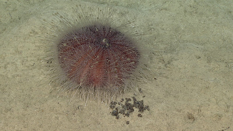 This deep-sea urchin was observed defecating during Dive 6 of the expedition.