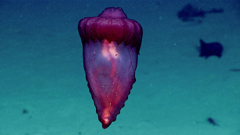 Swimming sea cucumbers like Enypniastes eximia have a special 'flap' which they use to 'lift' themselves off the seafloor.