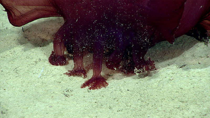 The oral tentacles of Enypniastes eximia are shown here picking up sediment before shoveling this food into its mouth.