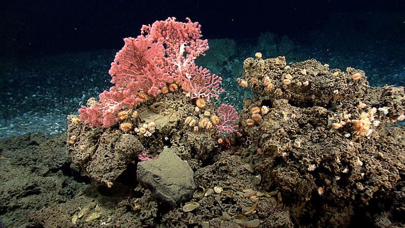 These corals, including cup corals and bubblegum corals, were found on hard substrate near the edge of a mussel bed while exploring a gas seep area near the northeast submarine canyons.