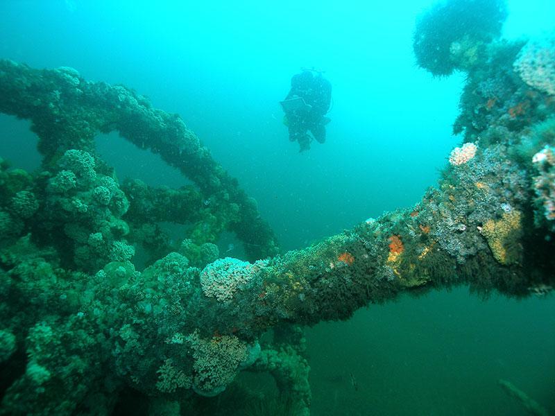 Merchant ship City of Atlanta sank in January 1942, when torpedoed by a German submarine, U-123. The World War II wreck provides habitat for marine life as seen here on the stern section of the shipwreck. Photo: Doug Kesling/NOAA