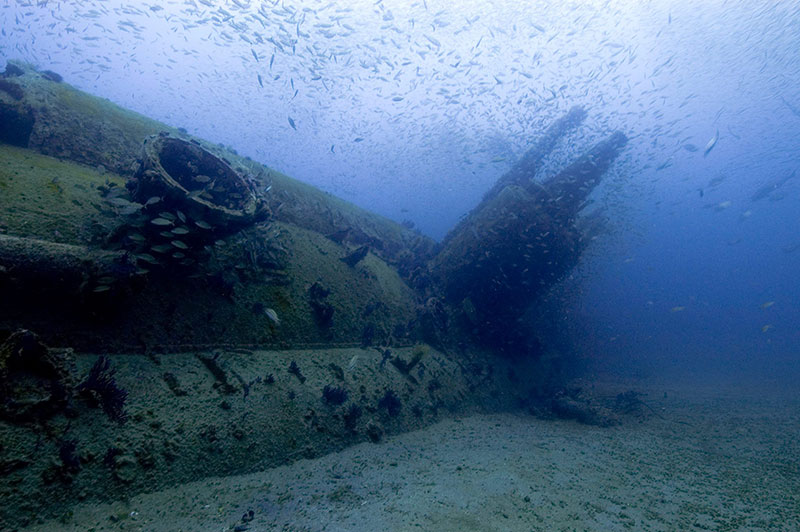 U-352, a German U-boat, sank on May 9, 1942, when USCG Cutter Icarus dropped depth charges off the North Carolina coast. Today, an abundance of sea life teems on the wreck site. Photo: Tane Casserley/NOAA
