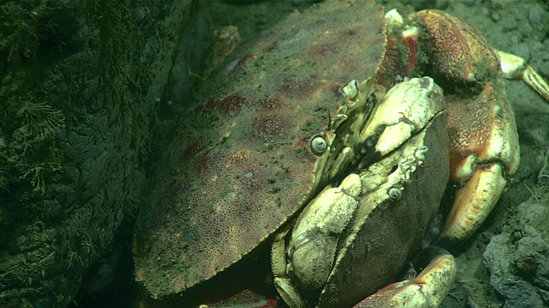 Two Jonah crabs observed potentially mating during Dive 18 in Baltimore Canyon.