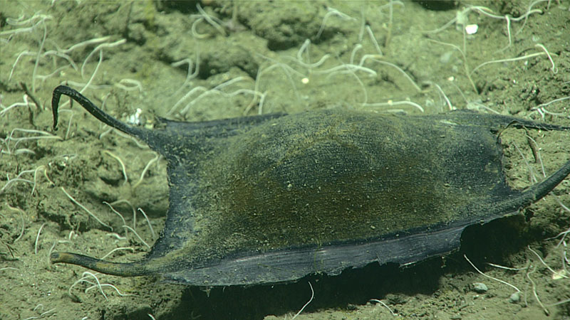 A couple of these egg cases, possibly shark egg case, were seen on the seafloor during Dive 18 in Baltimore Canyon during the Windows to the Deep 2019 expedition.