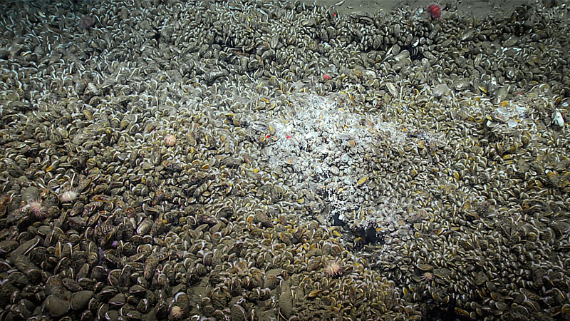 A high abundance of mussels, Bathymodiolus childressi, and bacterial mats were documented about halfway through Dive 19 in Norfolk canyon during Windows to the Deep 2019. This area was where bubbles were detected in the water column during overnight mapping.