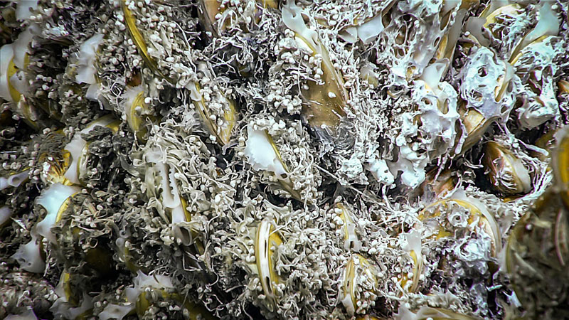 A close-up view of mussels and bacterial mats, documented at a deep seep site in Norfolk Canyon during Dive 19 of the Windows to the Deep 2019 expedition.