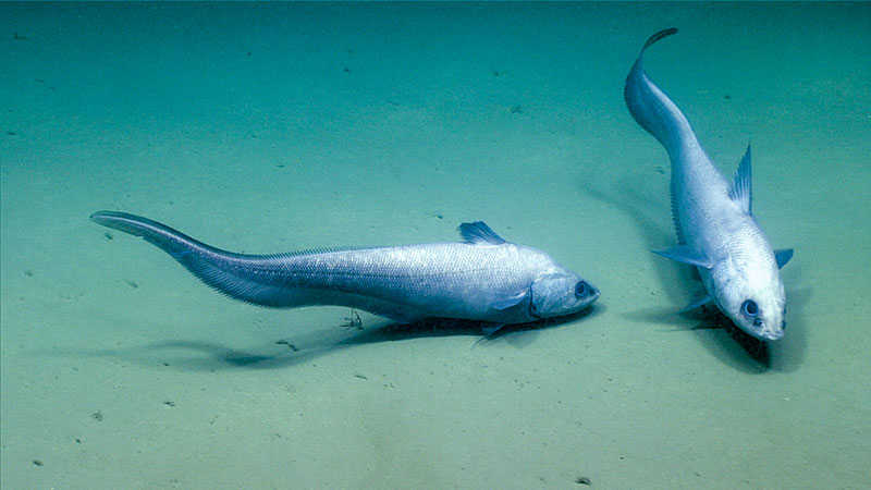 A pair of Abyssal grenadier fish (Coryphaenoides armatus).