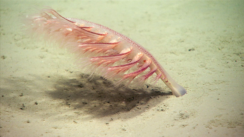 A sea pen (Pennatulacea) seen on the soft sediment of the seafloor.