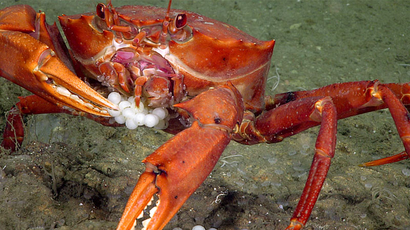 A red crab (Chaceon sp.) feeds on eggs, likely of a pallid sculpin.