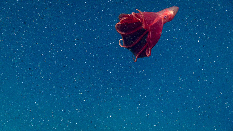 A dumbo octopus, most likely Stauroteuthis syrtensis.