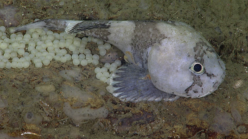 A sculpin with eggs resting on the seafloor.