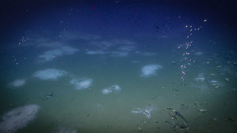 Bubble plumbs rising from the seafloor, such as those seen here, confirmed the presence of an active seep site. The areas of white coloration seen on the seafloor are Beggiatoa bacterial mats.
