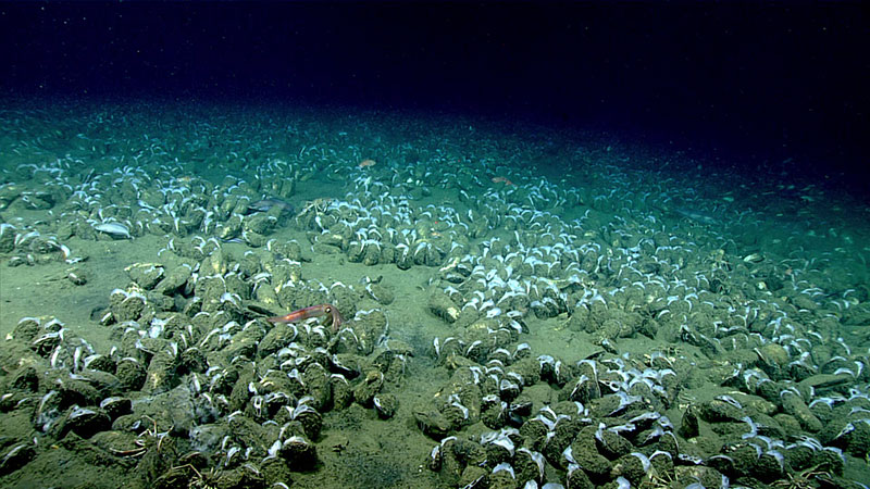 A large mussel bed was associated with the site.