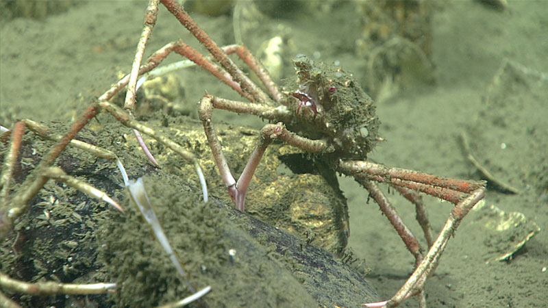 A spider crab was imaged during Dive 14 of the Windows to the Deep 2019 expedition.