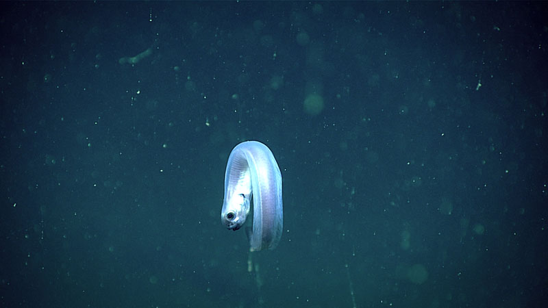 This unidentified fish was seen displaying an interesting behavior in the water column at the start of Dive 16 for the Windows to the Deep 2019 expedition.