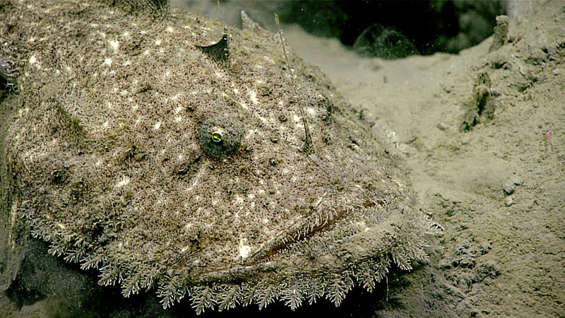 This monkfish was hard to spot camouflaged against the seafloor around 861 meters (2.825 feet) during Dive 16 of the Windows to the Deep 2019 expedition. 