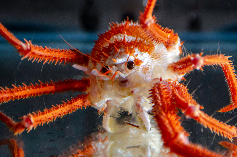 This squat lobster was collected using the suction sampler during the first dive of the Windows to the Deep 2019 expedition.