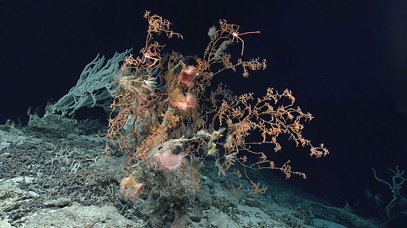 This large outcrop with several large coral colonies was seen at 760 meters (2,493 feet) during the second dive of this expedition. Large corals, such as the black coral shown here can host an abundance of associates including several flytrap anemones (Actinoscyphia aurelia) and squat lobsters. These associates use the coral to get farther off the seafloor into the nutrient-delivering currents.