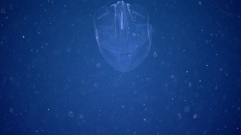 A large lobate Ctenophore feeding on marine snow. Ctenophores are a common member of the midwater community and until now were impossible to collect during a NOAA Ship Okeanos Explorer dive.