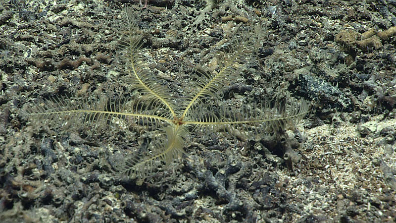 This yellow feather star is likely a juvenile Pentametrocrinus atlanticus, and is potentially the northernmost record for this species.
