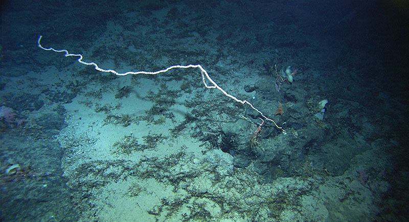 This is a bamboo coral from Kelvin seamount during Mountains in the Sea II expedition in 2004. This whip form is about 4 meters (13 feet) in length, but we have seen some that are 5 meters (16.4 feet) long, usually with a lot of curling of the axis at the top. This colony shows what might be one branch, which sometimes is present, but it can also be another individual that has settled on the main colony.