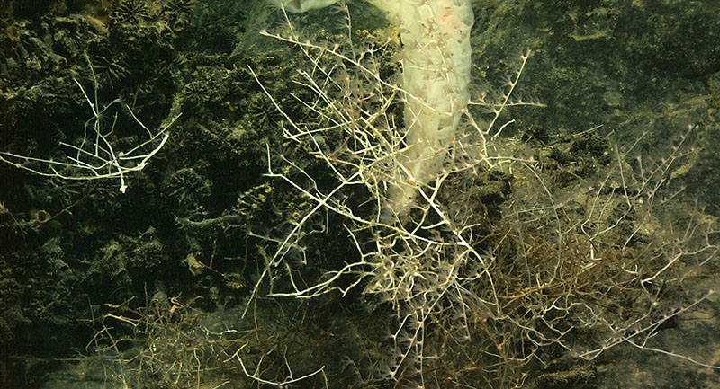 This bamboo coral is from a Nashville seamount Deep Atlantic Stepping Stones expedition in 2005. It is shows the sprawling extent of the bramble form and tends to be found where there is dead, almost fossilized, hard corals.