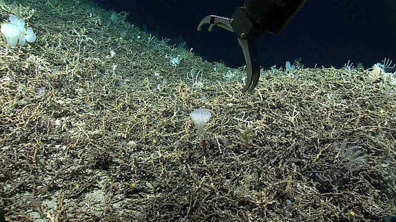 Remotely operated vehicle Deep Discoverer’s arm is visible as it starts collection of an Aphrocallistes sponge.