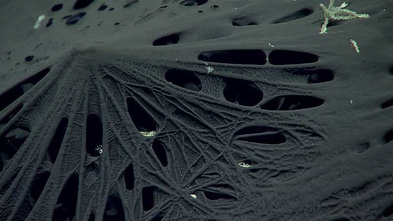 A close up of a type of black tar sponge, believed to be a new species.