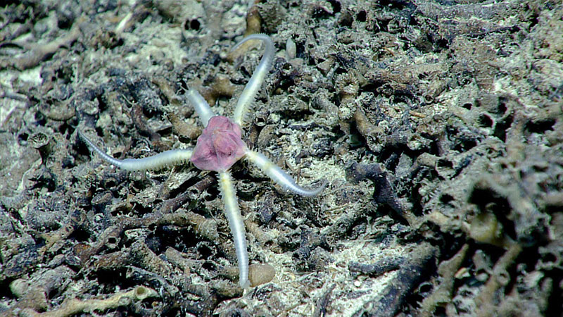 This unique looking brittle star with the reddish-purple, swollen, central disk that stunned scientists on Dive 05 of the Windows to the Deep 2019 expedition. 