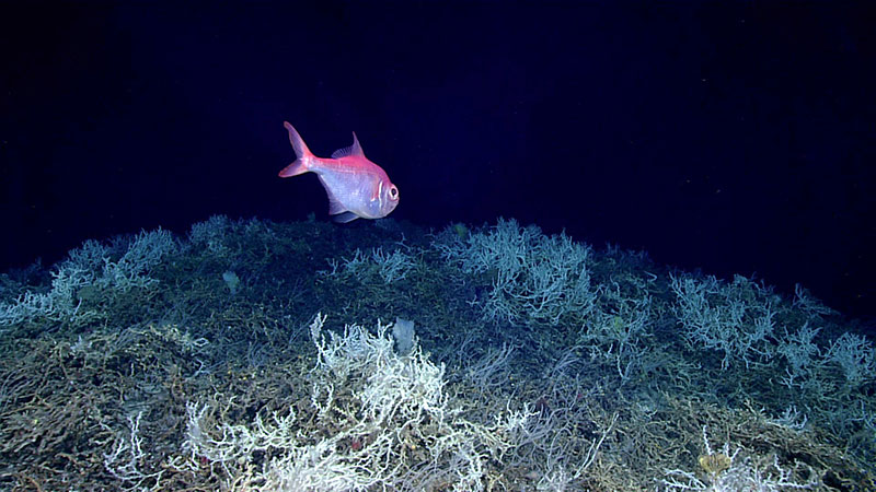 An alfonsino fish seen on a thicket of coral (Lophelia pertusa) during a dive on a cold water coral mound in the center of the Blake Plateau (Dive 05) of Windows to the Deep 2019 expedition.