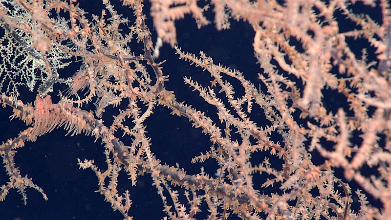 This black coral was imaged during Dive 06 of the Windows to the Deep 2019 expedition around 749 meters (2,457 feet).