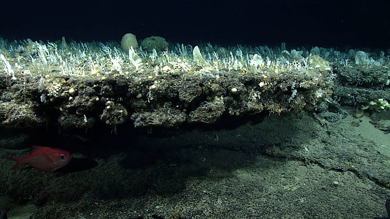 Though a shipwreck was not found during Dive 07 of the Windows to the Deep 2019 expedition, the site contained several rocky outcrops that hosted a variety of sponges, coral, fish, and other invertebrates. Seen here is an alfonsino fish taking refuge under one of the ledges.