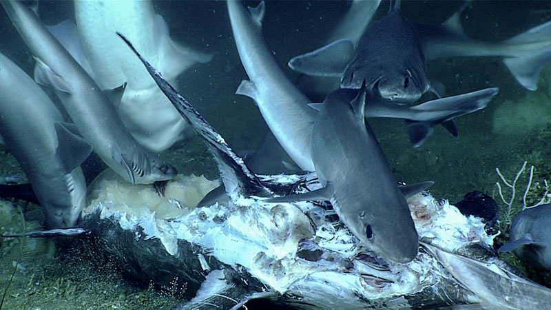 The science team noticed a number of sharks towards the end of the dive, and stumbled upon a group of them feeding on a billfish. The billfish looked like it hadn’t been on the seafloor for too long.